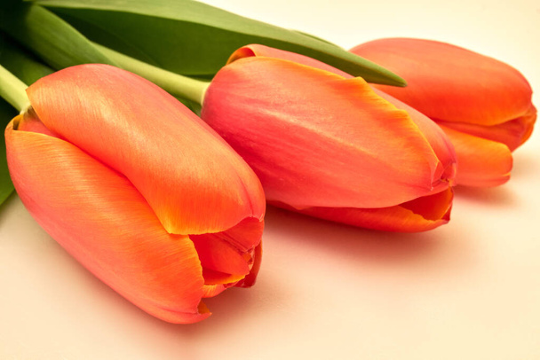 Vue latérale de trois petites fleurs de tulipe rouge vif et feuilles vertes sur fond blanc, beau fond floral intérieur photographié avec un petit focus
 - Photo, image