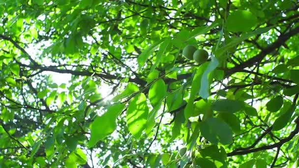 Groene walnoten rijpen, op tak van boom met groene bladeren close-up met stralen. - Video