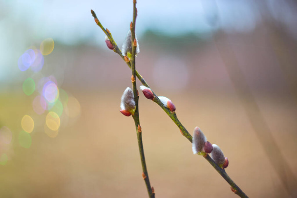 Flowering branch of pussy willow in the spring forest, selective focus, blurred background - Fotografie, Obrázek