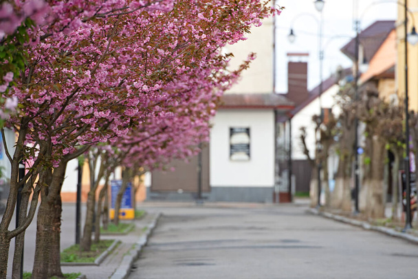 Krásné kvetoucí sakura květiny na stromech v uličce. Sakura růžové květy a čerstvé zelené listy ve slunečném světle na jaře města ulice, výhled na krajinu.  - Fotografie, Obrázek