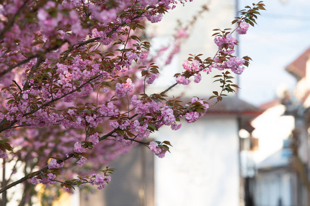 Mooie bloeiende sakura bloemen op bomen in steegje. Sakura roze bloemen en frisse groene bladeren in zonnig licht in de lente stad straat, uitzicht op het landschap.  - Foto, afbeelding