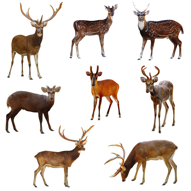 Collection of deer. - Photo, Image