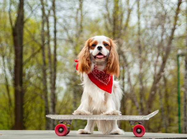Крута екстремальна собака на скейтборді червона бандана
 - Фото, зображення