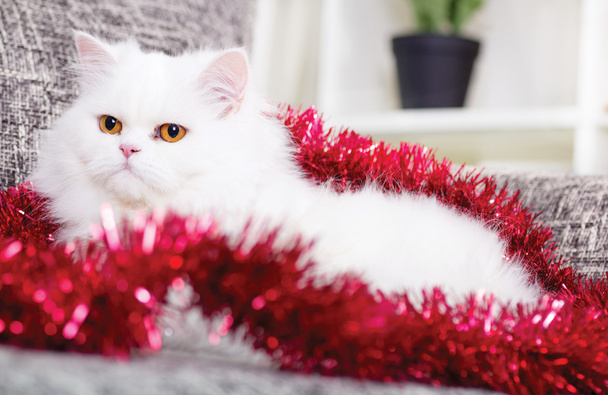 white Persian cat at home - Zdjęcie, obraz