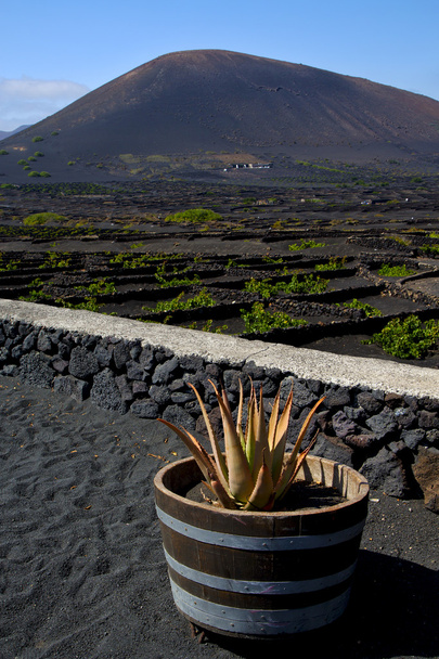 cactus viticulture winery lanzarote - Photo, Image