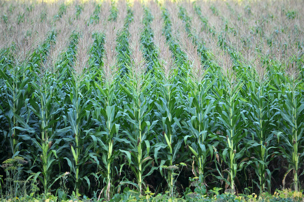 In de zomer rijpt maïs op het landbouwveld - Foto, afbeelding