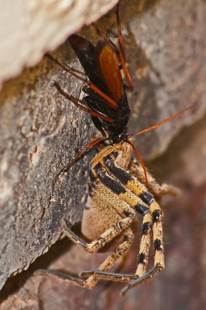 Yetişkin eşekarıları aslında nektar yer, dişi örümceği sokar ve felç eder ve sonra onu yuvasına sürükler. Oraya tek bir yumurta bırakıyor. Örümcek ölmediği için et taze kalır ve larvalar örümceği canlı canlı yer.. - Fotoğraf, Görsel