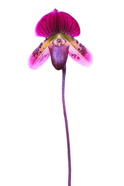 Frauenschuh Orchidee. paphiopedilum callosum isoliert auf weiß - Foto, Bild