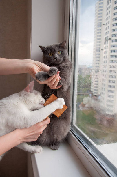 comb out the cat care at home on window sill - Photo, Image