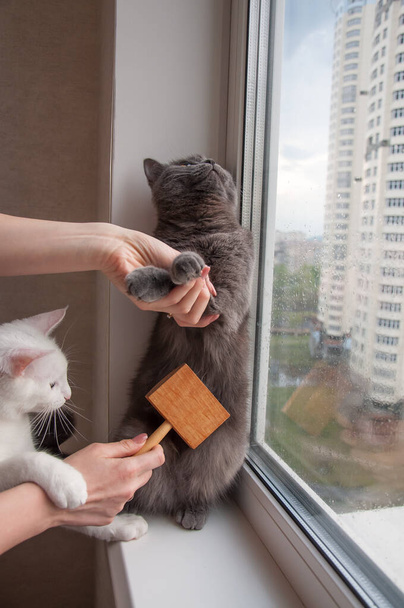 peigne le soin du chat à la maison sur le rebord de la fenêtre
 - Photo, image