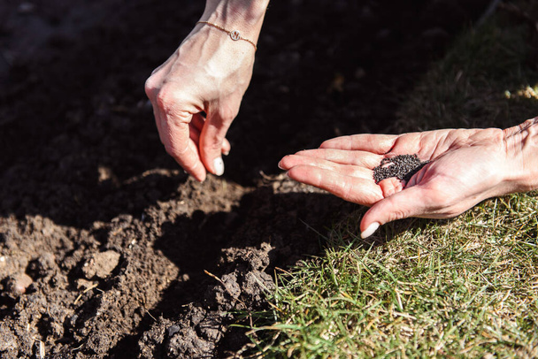 Hands sowing seeds in spring - Фото, зображення