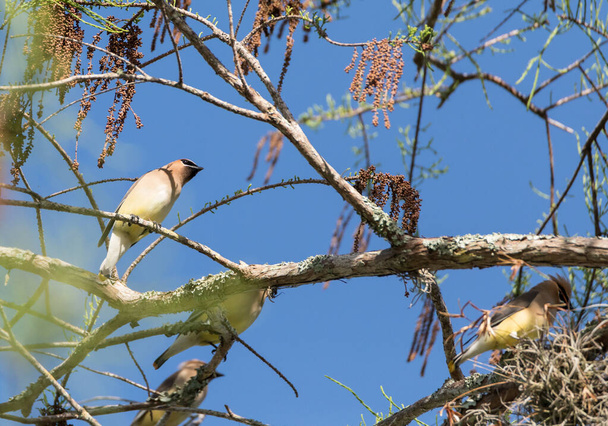 Цокот воскового птаха Bombycilla cedrorum на дереві і їсть ягоди в Неаполі, штат Флорида. - Фото, зображення