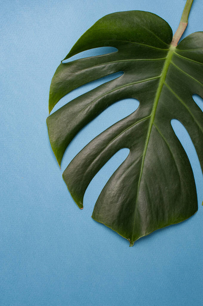 Monstera leaf on a blue background. Floristics, Top view. Minimal concept. Vertical photography. Copyspace - Fotó, kép