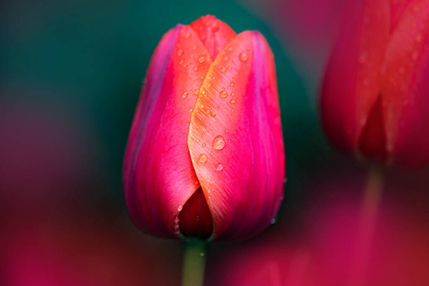 チューリップを咲かせます。赤いチューリップの芽。明るいチューリップの春の背景. - 写真・画像