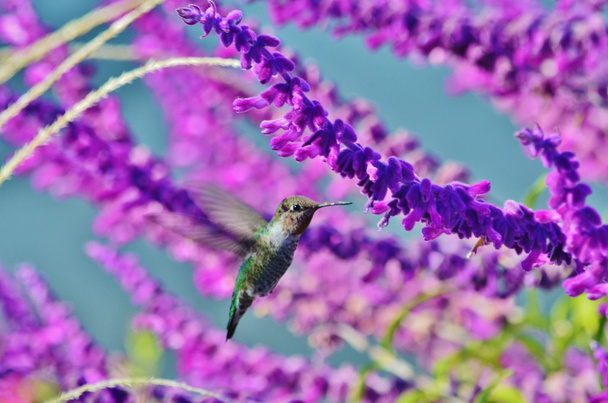 een kolibrie temidden van paarse blauweregen. - Foto, afbeelding