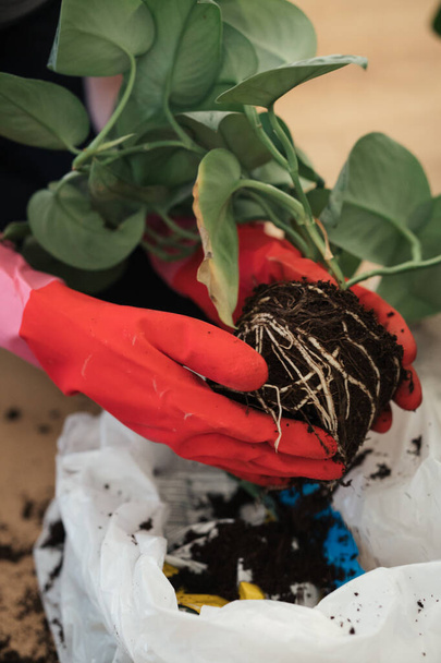 Girl replanting plants at home on the floor in rubber gardening gloves. Transplanting plants into new pots in spring time. Care of plants. Clean the plant roots from the old soil. Home garden. - Photo, Image