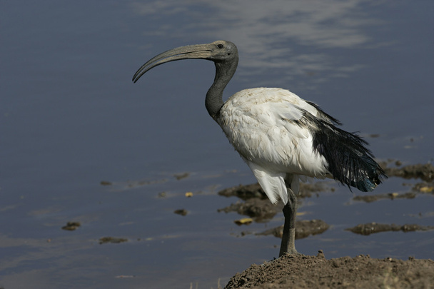 Sacred ibis, Threskiornis aethiopicus - Photo, Image