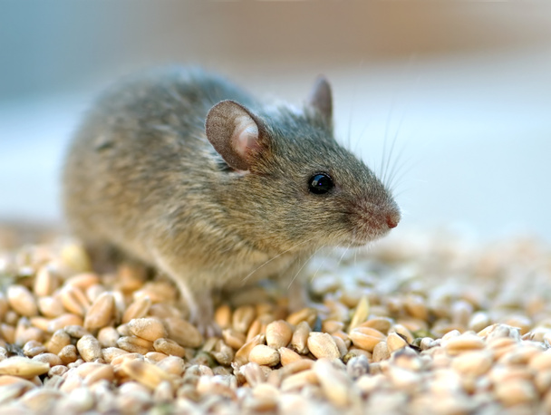 Ratón en su hábitat natural
 - Foto, imagen