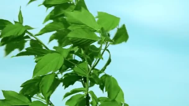 Folhas verdes de desnatação de árvores
 - Filmagem, Vídeo
