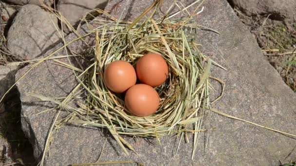 ruční sbírat vejce hnízdo - Záběry, video