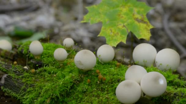 Mushrooms - Footage, Video