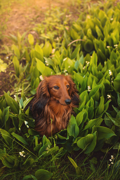 dachshund in the garden with lily of the valley - Photo, Image