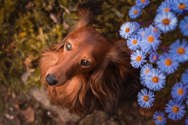 dachshund with flowers, garden - Photo, Image