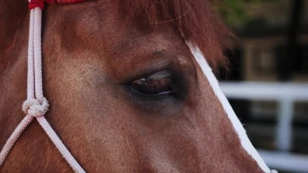 Κοντινό πλάνο των ματιών του καφέ αλόγου - Πλάνα, βίντεο