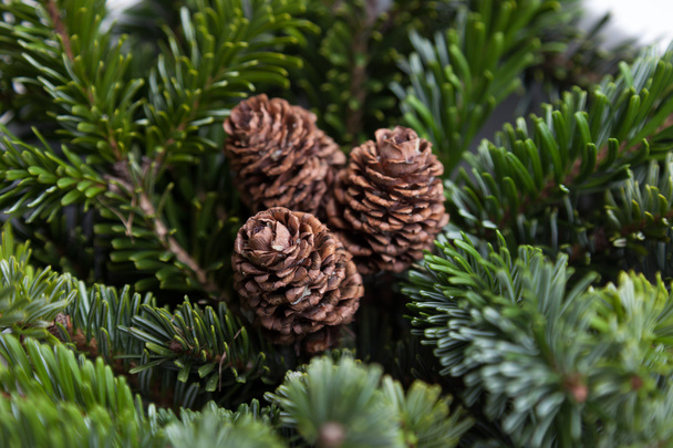 Pine cones on branches - Foto, afbeelding