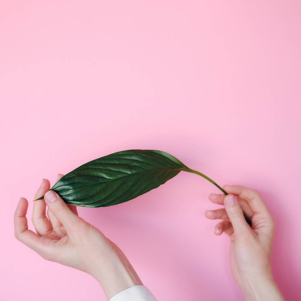 hands on a pink background holding a green leaf - Фото, изображение