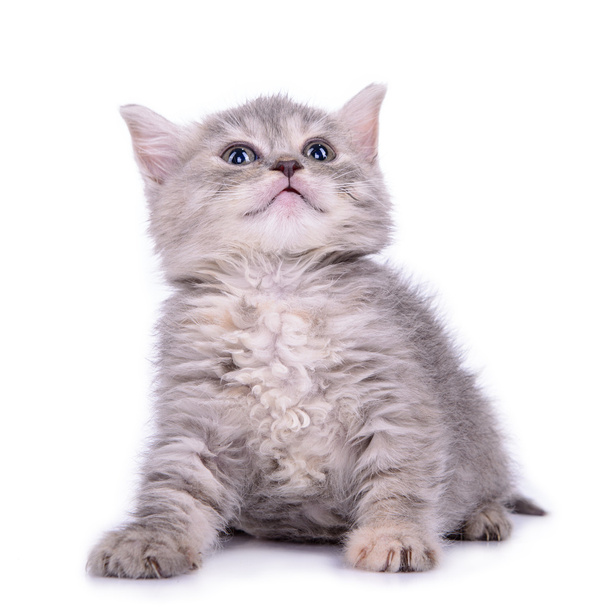 Scottish tabby kitten - Fotó, kép