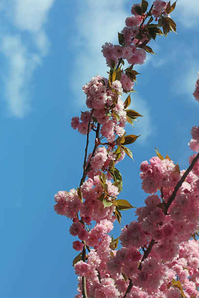 Cherry flowers on tree close up summer pink background high quality prints - Photo, Image