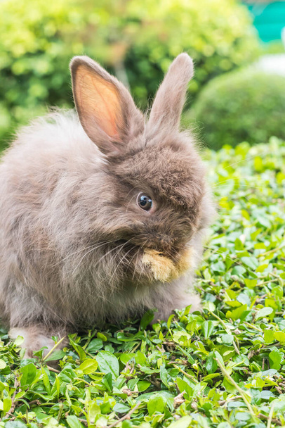 niedliches Kaninchen auf Naturhintergrund - Foto, Bild