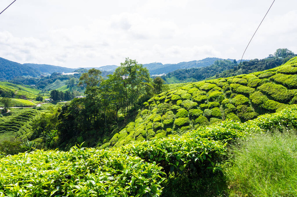 Pole plantacji herbaty na wzgórzu górskim Cameron, Malezja - Zdjęcie, obraz