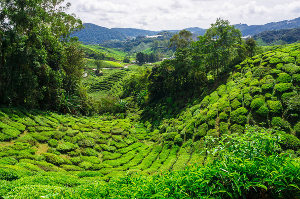 Champ de plantation de thé sur la colline de montagne à Cameron Highland, Malaisie
 - Photo, image