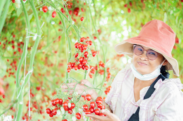 agricultrice s'occupant de la culture de tomates dans une serre
. - Photo, image