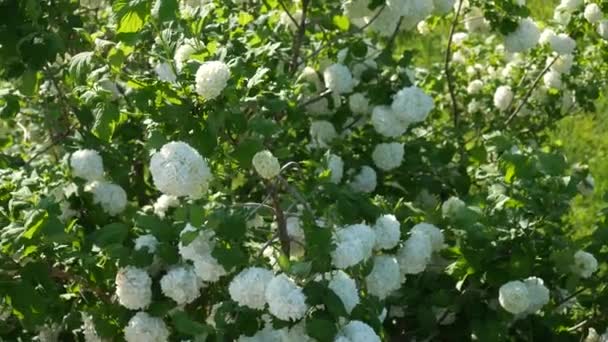 Kalina Buldenezh, bred artificially in France by breeder Lemoine. The name from French translates as BALL OF SNOW. Branches of a bush with white balls sway in wind - Footage, Video