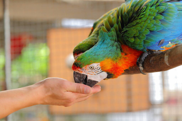 Macaw A siipikarja perheessä Psittacidae Macaw on suuri lintu perheen hakamato. Populaarinen kulttuuri, koska värit ovat kauniita, säyseitä ja voivat sanoa jäljittelemällä ihmisiä
. - Valokuva, kuva