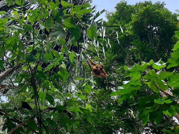 Орангутан в Национальном парке Букит-Лаванг на Суматре
 - Фото, изображение