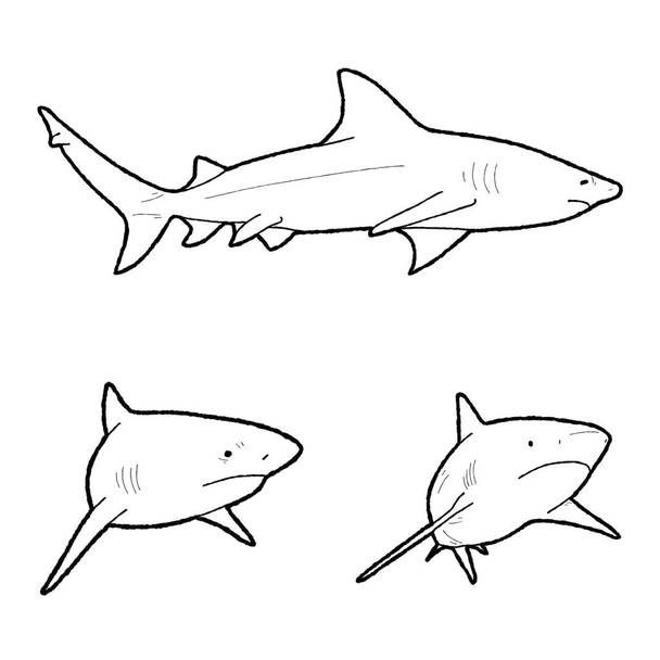 Bull Shark vektori kuvitus käsin piirretty eläin sarjakuva Art
 - Vektori, kuva