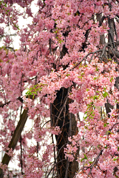 Japonya, Osaka 'da bahar zamanı kiraz çiçeği veya sakura. - Fotoğraf, Görsel