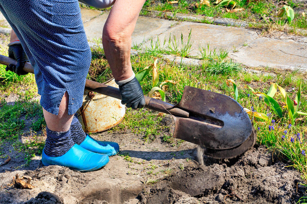 Χρησιμοποιώντας ένα φτυάρι, ένας αγρότης με τα ίδια του τα χέρια σκάβει ένα παρτέρι και απομακρύνει τα ζιζάνια από το χώμα στον κήπο μια καθαρή ανοιξιάτικη μέρα.. - Φωτογραφία, εικόνα