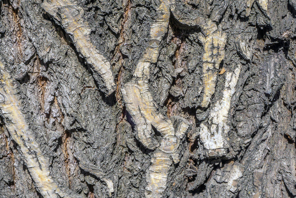 オークの背景色の樹皮の暗褐色 - 写真・画像