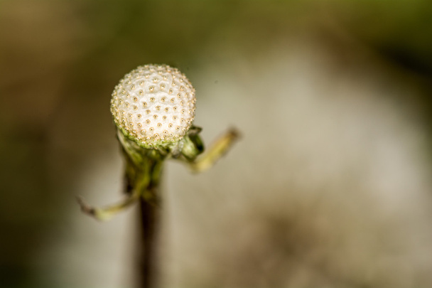Testa di semi di tarassaco senza semi
 - Foto, immagini