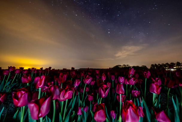 night sky over tulip field in the Netherlands, tulip flower and milky way - Foto, Imagem