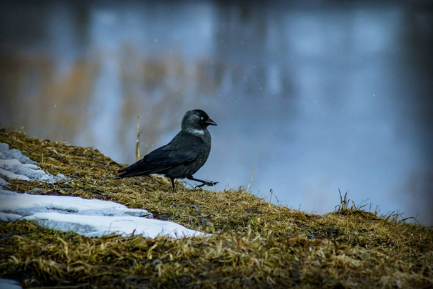 Um pássaro preto com olhos brancos e um bico preto fica em uma encosta entre grama seca e neve
 - Foto, Imagem