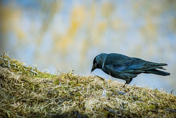 くちばしに虫のいる黒い鳥が乾いた草の間の丘の中腹を歩いている - 写真・画像