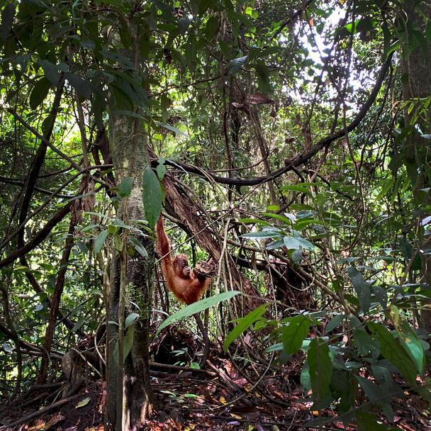 Orangutan v národním parku Bukit Lawang v Sumatře - Fotografie, Obrázek