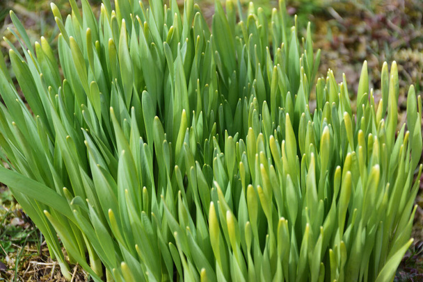 Young green shoots of a gladiolus in the early spring - Photo, image