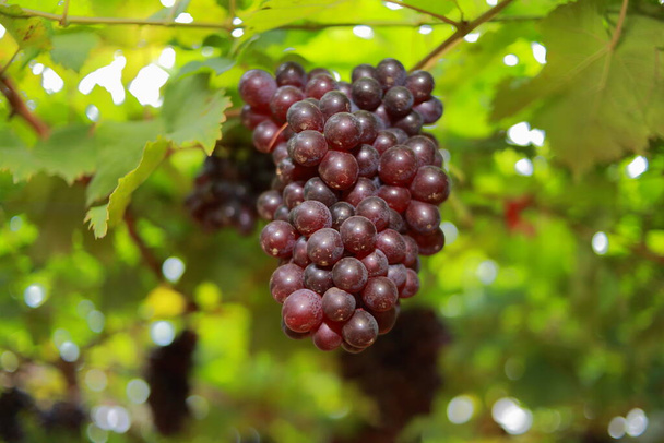 Uvas en viñedo en un día soleado
 - Foto, imagen